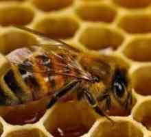 Bee Podmore - aplicație