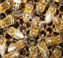 Bee Podmore - contraindicații