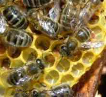 Bee Podmore în medicina populară