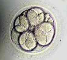Transferul de embrioni în ziua 5