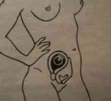 Primul trimestru de sarcină - dezvoltarea fetală