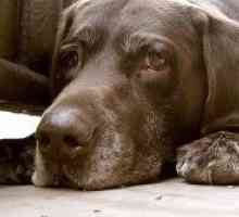 Piroplasmoză la câini: tratament