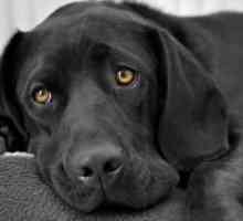 Piroplasmoză la câini - Simptome