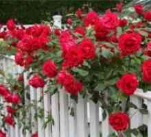 Alpinism Rose - cultivare si ingrijire