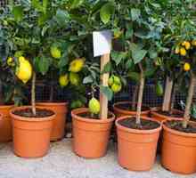 Plante fructiferi la domiciliu: cum să transforme un apartament în grădină