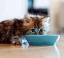 De ce pisica nu mănâncă?