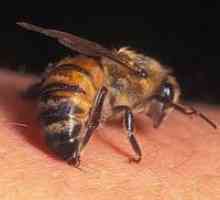 De ce veninul de albine este un drog?