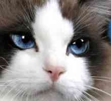 De ce apos ochii unei pisici?