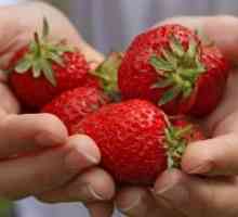 Fertilizarea în căpșuni toamna