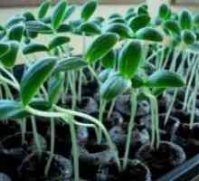 Fertilizarea răsaduri de castraveți