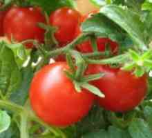 Fertilizarea de tomate în seră