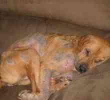 Acarienii subcutanată la câini - simptome și tratament