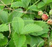Strawberry Field - proprietăți utile și contraindicații