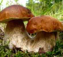 Proprietăți utile de ciuperci