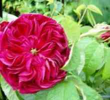 Trandafiri polyanthus