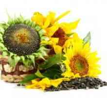 Utilizarea semințelor de floarea soarelui