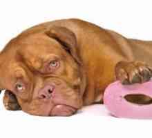 Diareea la câini - cauze si tratament
