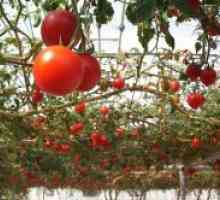 Soiuri populare de tomate pentru sere