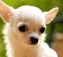 Rasa Chihuahua câini