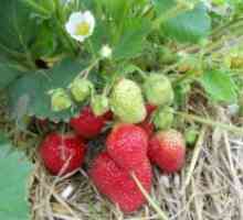 Căpșuni de plantare de vară