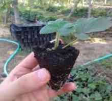 Plantarea semințe de căpșuni pentru răsaduri de