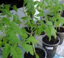 Răsaduri de plantare de tomate