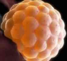Atașarea embrionului în uter