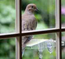 Zodie: porumbel bate pe fereastra