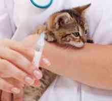 Vaccinarea împotriva rabiei pisica