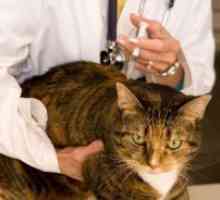 Vaccinări pentru pisici