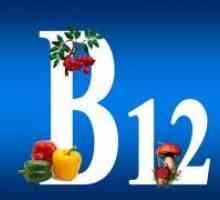 Alimentele care contin vitamina B12