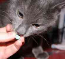 Medicamente antihelmintice pentru pisici