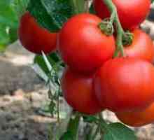 Timpurie soiuri de tomate cu emisii reduse de creștere pentru câmp deschis
