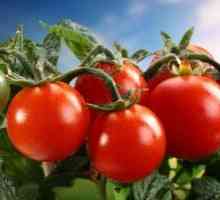 Soiuri timpurii de tomate