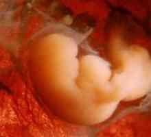 Dimensiunile embrionului de săptămâni - Tabel