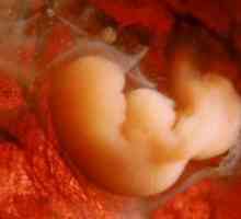 Dezvoltarea embrionului săptămână de săptămână