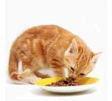 Rating-ul de mâncare de pisici uscate