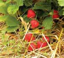Căpșuni remontant - plantarea și îngrijirea