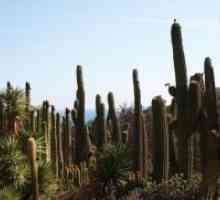 Homeland cactus interior