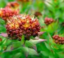 Rhodiola rosea - proprietăți medicinale și contraindicații