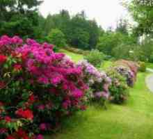 Rhododendron - plantarea și îngrijirea în câmp deschis