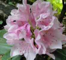Rododendroni - cultivarea și îngrijirea