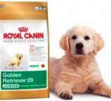 Royal Canin pentru catei de talie mare