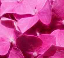 Culoarea roz în psihologie