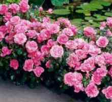 Trandafiri floribunda: de plantare și îngrijire