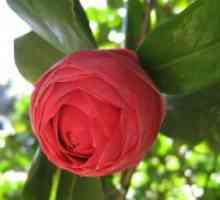 Grădină Camellia - plantare și îngrijire