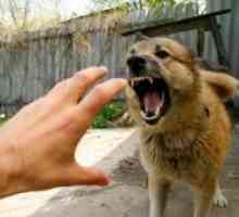 Rasa cea mai agresiva de câine