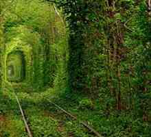 Cele mai frumoase tuneluri naturale ale lumii
