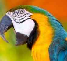 Papagali Top-cele mai frumoase