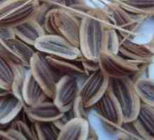 Semințe de fenicul - proprietăți medicinale și contraindicații